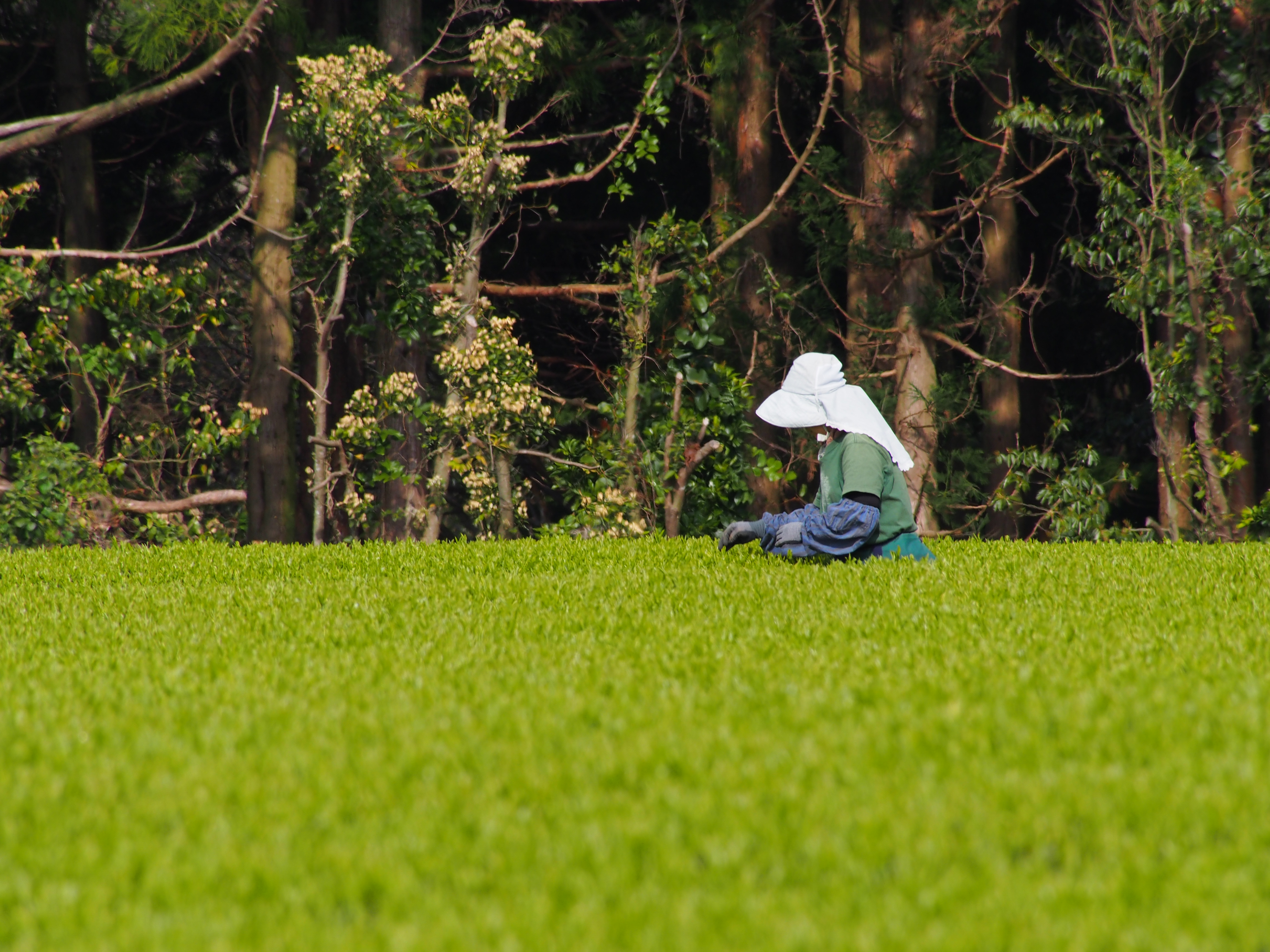 Nagamine Tea Fields