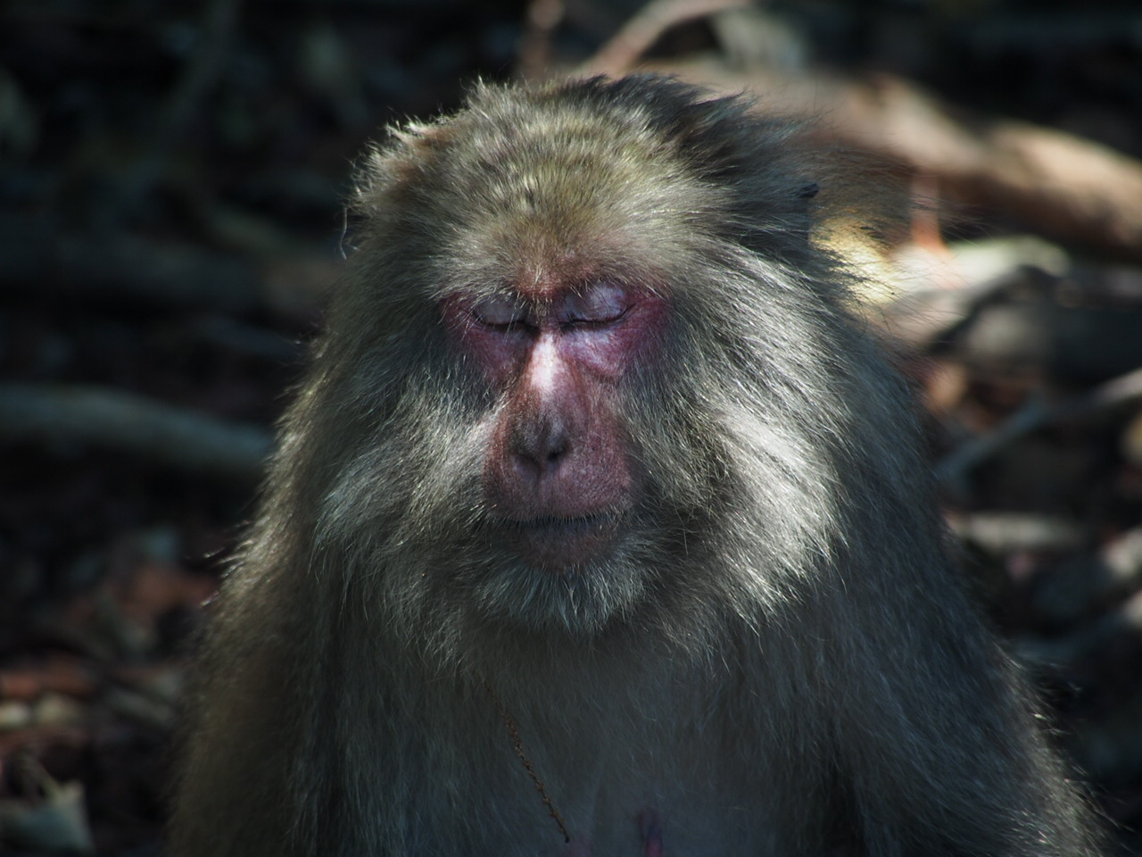 Sleeping macaque