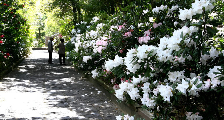 Shakunage no Mori, Rhododendron Park